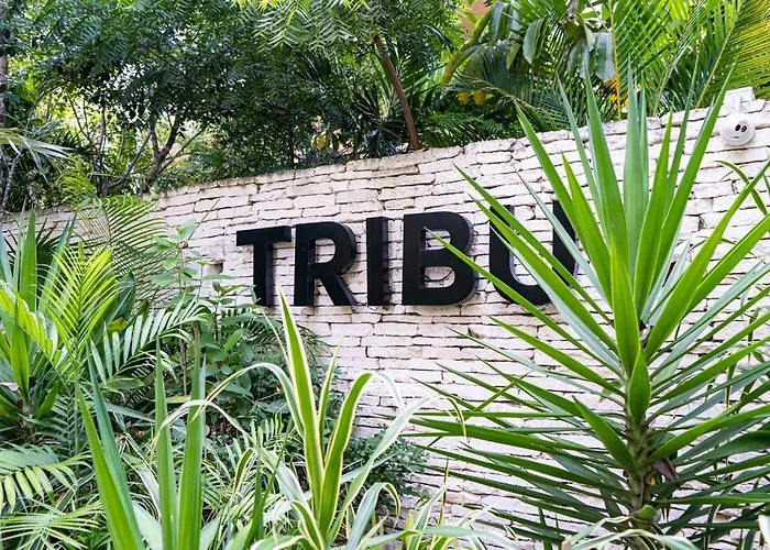 Jungle Apartment Tribu Luum Zama